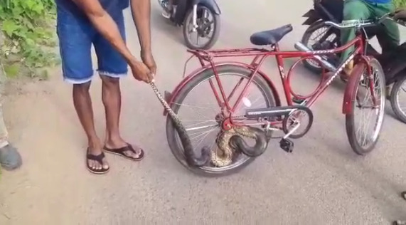Moradores de Mucajaí registram Sucuri enrolada em bicicleta
