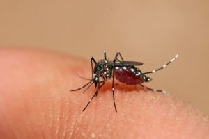 Mosquito Aedes Aegypti dengue Brasil