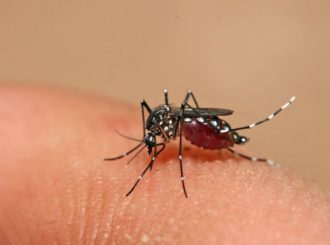 Ministério define esta semana calendário de vacinação contra dengue