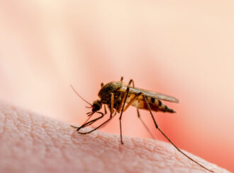 Malária: quase um terço dos casos da doença ocorre em crianças de até 12 anos, alerta Ministério da Saúde