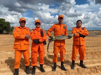 Bombeiros capturam jacaré em loteamento de Boa Vista