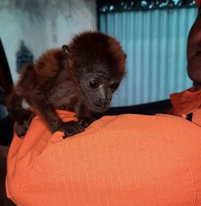 Filhote de macaco é resgatado por bombeiros no bairro Raiar do Sol