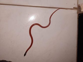 Bombeiros capturam duas cobras em jardim de casa no Santa Cecília