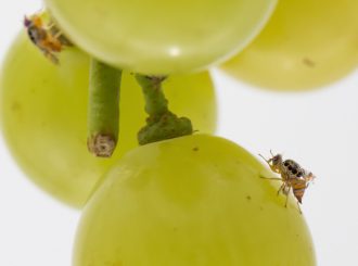 Produtores de RR relatam prejuízos para  exportação de frutas devido à mosca da carambola