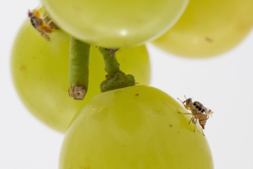 Produtores de RR relatam prejuízos para exportação de frutas devido à mosca da carambola