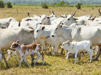 Produtores de Roraima poderão renegociar dívidas de Crédito Rural