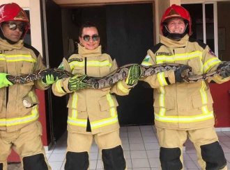 Bombeiros capturam cobra de 2,5m em Pacaraima