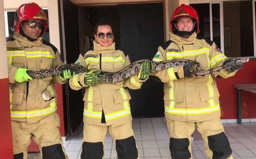 Bombeiros capturam cobra de 2,5m em Pacaraima