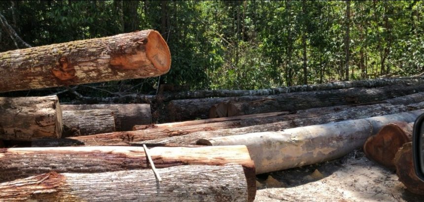 Nos últimos dois anos, exploração de madeira aumentou 584% em Roraima