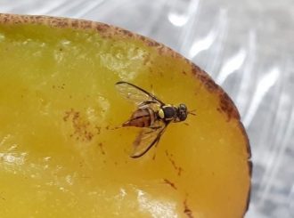 Ministério da Agricultura e Pecuária declara emergência fitossanitária por Mosca da Carambola em Roraima
