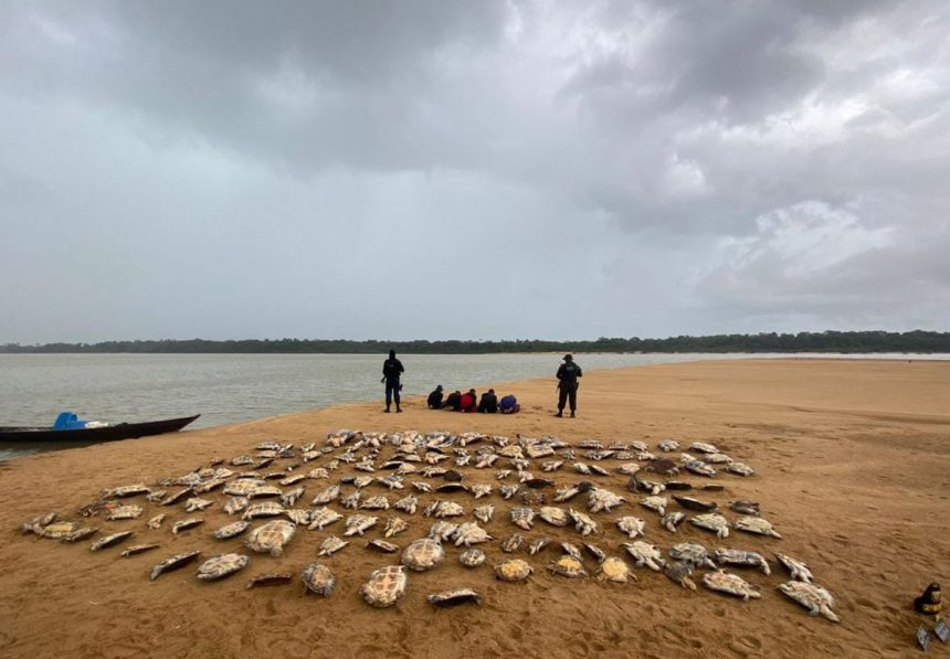 Cinco homens são presos com 161 tartarugas em Caracaraí