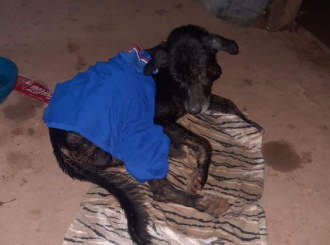 Projeto aumenta pena para maus-tratos a animais em canis e gatis clandestinos