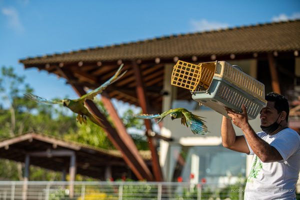 Aves tratadas no Bosque dos Papagaios são devolvidas à natureza no Tepequém