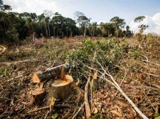 Roraima desmatou 13km² da Amazônia Legal em um mês