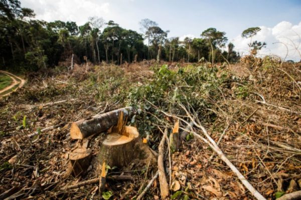 Roraima ocupa 4º lugar dos estados que mais desmataram a Amazônia