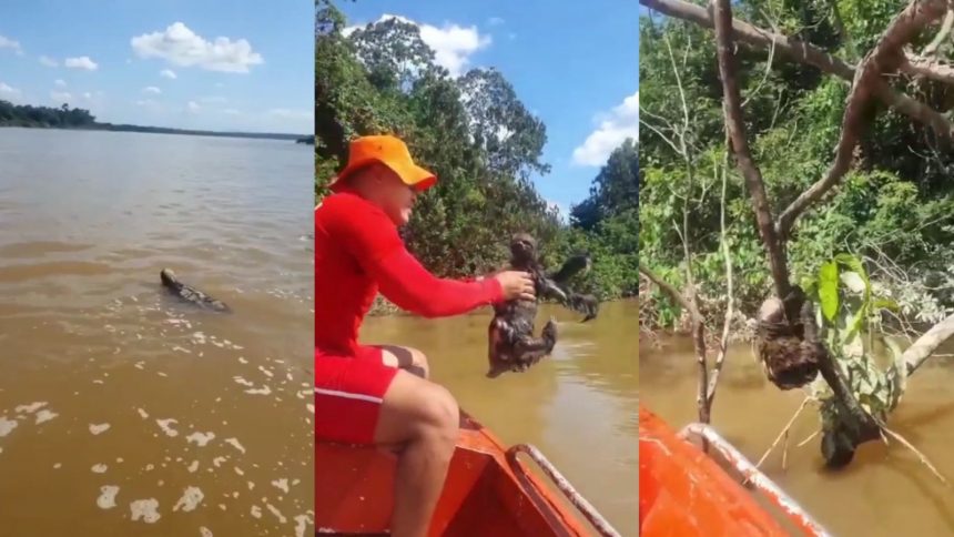 ‘Cansado’, bicho-preguiça recebe ajuda de bombeiros para atravessar o Rio Branco