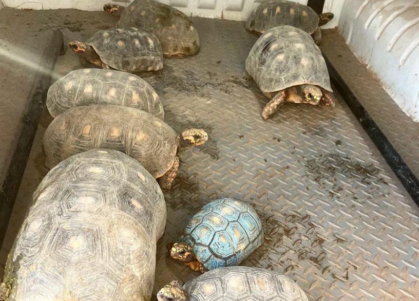 Jovem é preso com drogas e nove jabutis na zona Oeste de Boa Vista