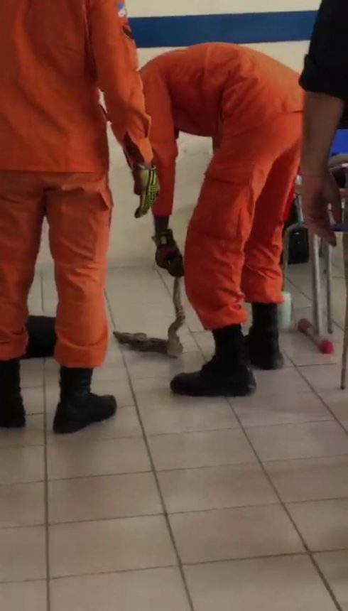 Bombeiros resgatam jiboia em sala de aula em Boa Vista; veja vídeo