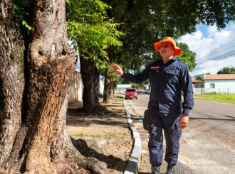 Defesa Civil alerta sobre cuidados para cortes de árvores em Boa Vista