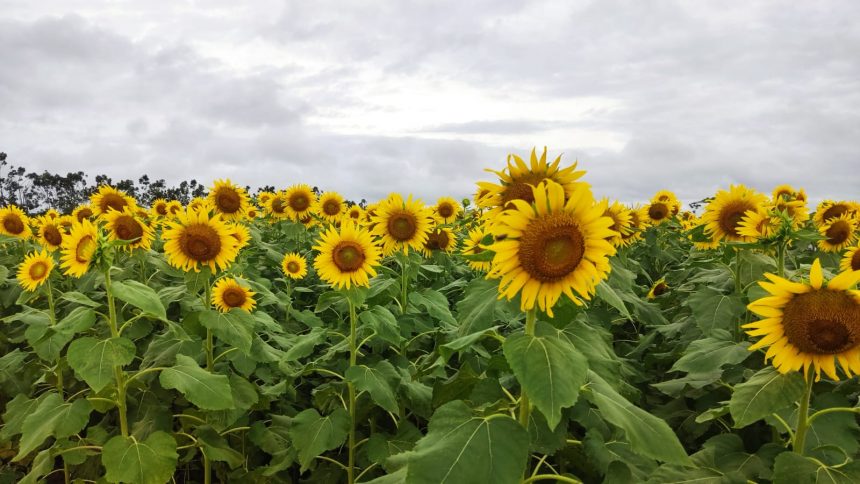 Agrobv 2022: maior feira da agricultura familiar atrai população para visitação ao campo de girassóis e exposições