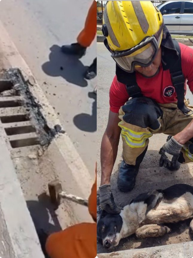 Cachorro é resgatado de bueiro na Av Centenário