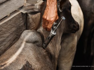 Prefeitura aplicou 6.688 vacinas contra a Aftosa em animais de comunidades indígenas