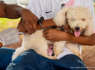 Imunizou mais de mil animais no primeiro sábado de ação contra a Raiva