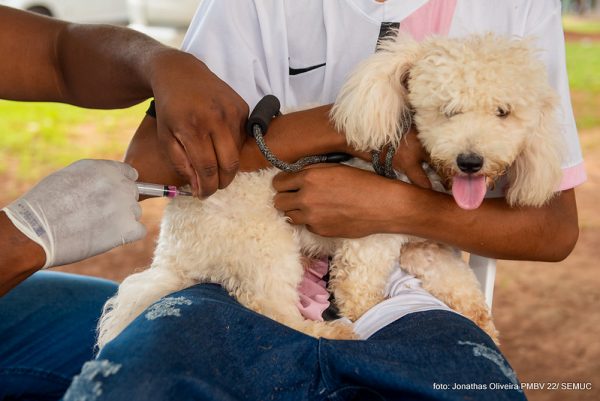 Imunizou mais de mil animais no primeiro sábado de ação contra a Raiva