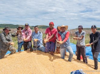 Agricultura familiar indígena de Boa Vista inicia colheita do milho nas comunidades