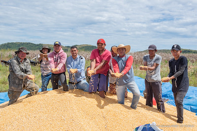 Agricultura familiar indígena de Boa Vista inicia colheita do milho nas comunidades