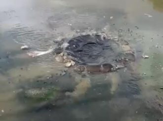 Esgoto estourado há mais de um mês com acúmulo de tapurus no Jardim Primavera