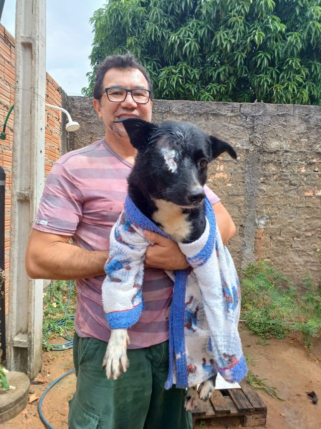 ONG busca voluntários para cuidado e apoio a animais vulneráveis abrigados em Boa Vista