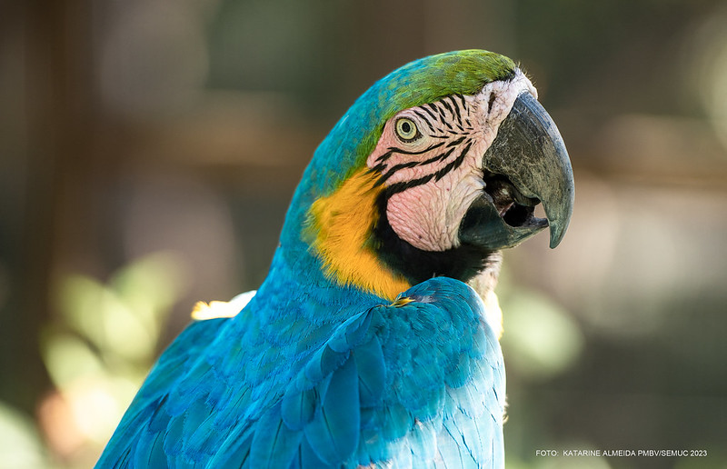 Bosque dos Papagaios tem mais de 50 espécies de aves e mamíferos da fauna amazônica