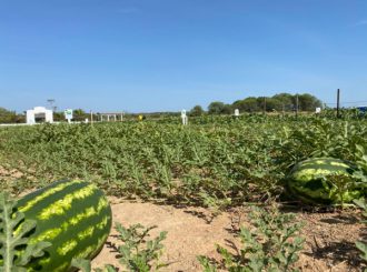 Inscrições para 2º Dia de Campo Hortifruticultura de Boa Vista ocorrem até dia 15 deste mês