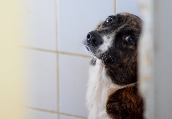 Alunos de medicina veterinária criam projeto para ajudar animais de rua que sofrem com o calor