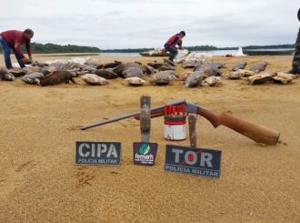 Femarh e Polícia Ambiental resgatam mais de 100 tartarugas em Caracaraí
