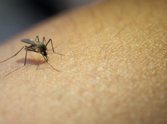 Governo Federal pretende mobilizar 25 milhões de estudantes para combater a dengue
