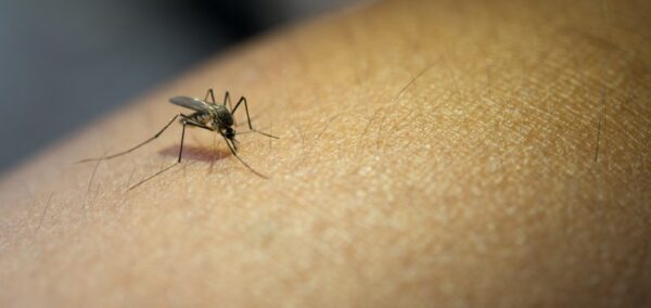 Ministério da Saúde incorpora vacina contra a dengue no SUS