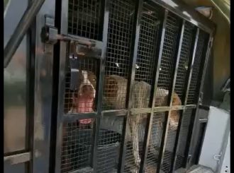 Pecuarista é preso por maus-tratos a animais em Boa Vista