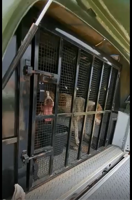 Pecuarista é preso por maus-tratos a animais em Boa Vista