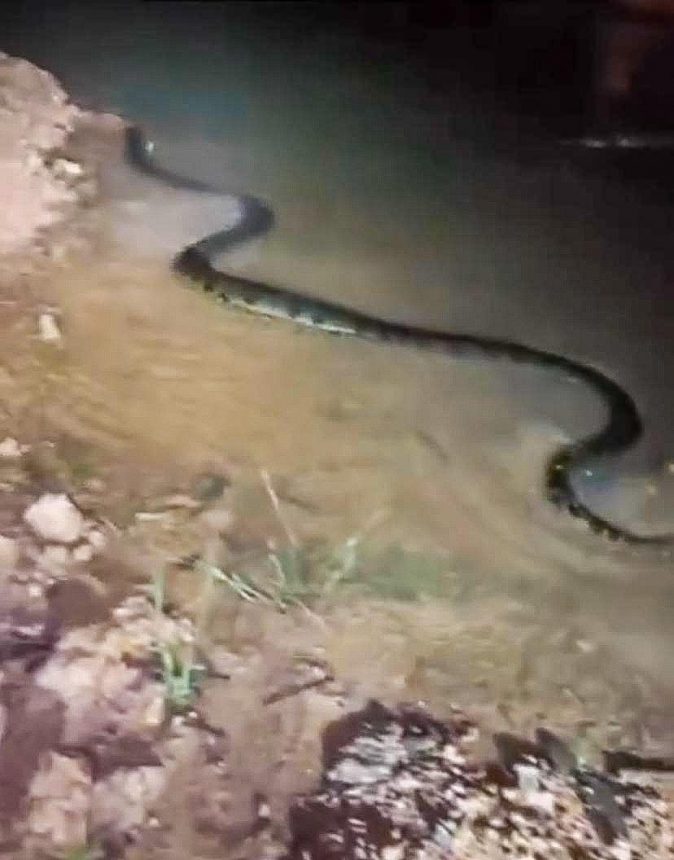 Sucuri de 4,3m é capturada no bairro Aeroporto, em Boa Vista