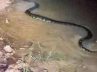 Sucuri de 4,3m é capturada no bairro Aeroporto, em Boa Vista