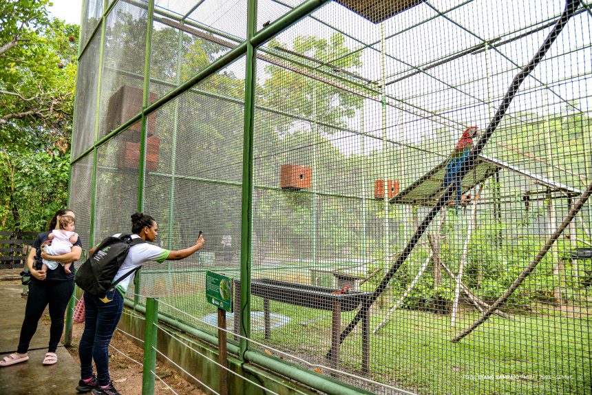 Semana do Meio Ambiente: programação no Bosque dos Papagaios conta com dinâmicas, mostra fotográfica e exposição