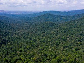 Pesquisadores apontam urgência na preservação da Amazônia