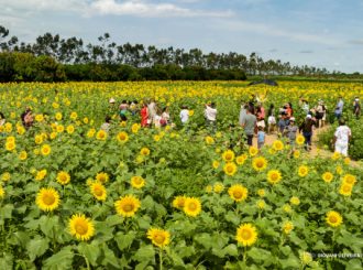 Alunos da rede municipal vão visitar campo de girassóis e aprender sobre culturas agrícolas desenvolvidas no CDT