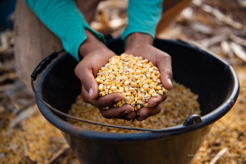 Agricultura familiar: tecnologia aplicada no setor agro traz benefícios para produtores rurais