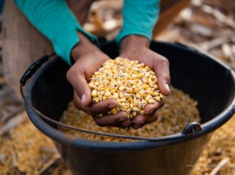 Agricultura familiar: tecnologia aplicada no setor agro traz benefícios para produtores rurais