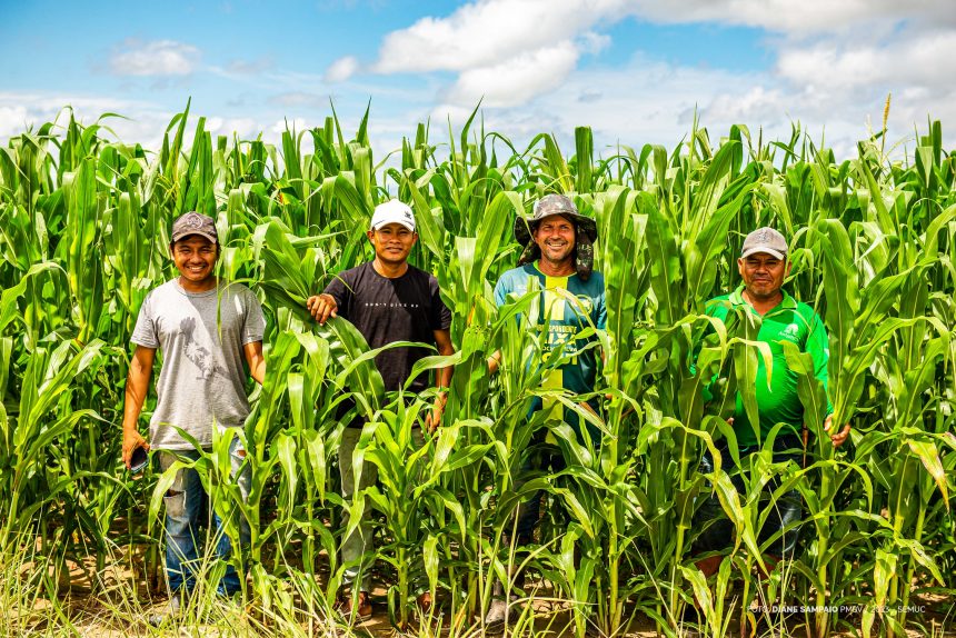 Comunidades indígenas de Boa Vista se destacam com plantio de 40 hectares de milho nesta safra 2023