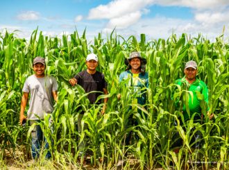 Comunidades indígenas de Boa Vista se destacam com plantio de 40 hectares de milho nesta safra 2023