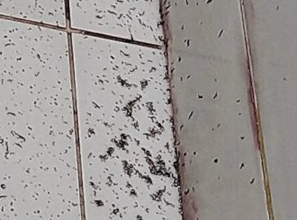 Paciente da Maternidade de RR registra larvas e baratas em banheiros e enfermaria da unidade; veja vídeo